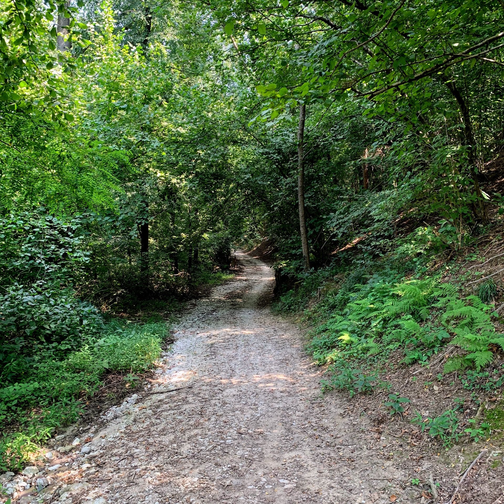 Immagine in evidenza